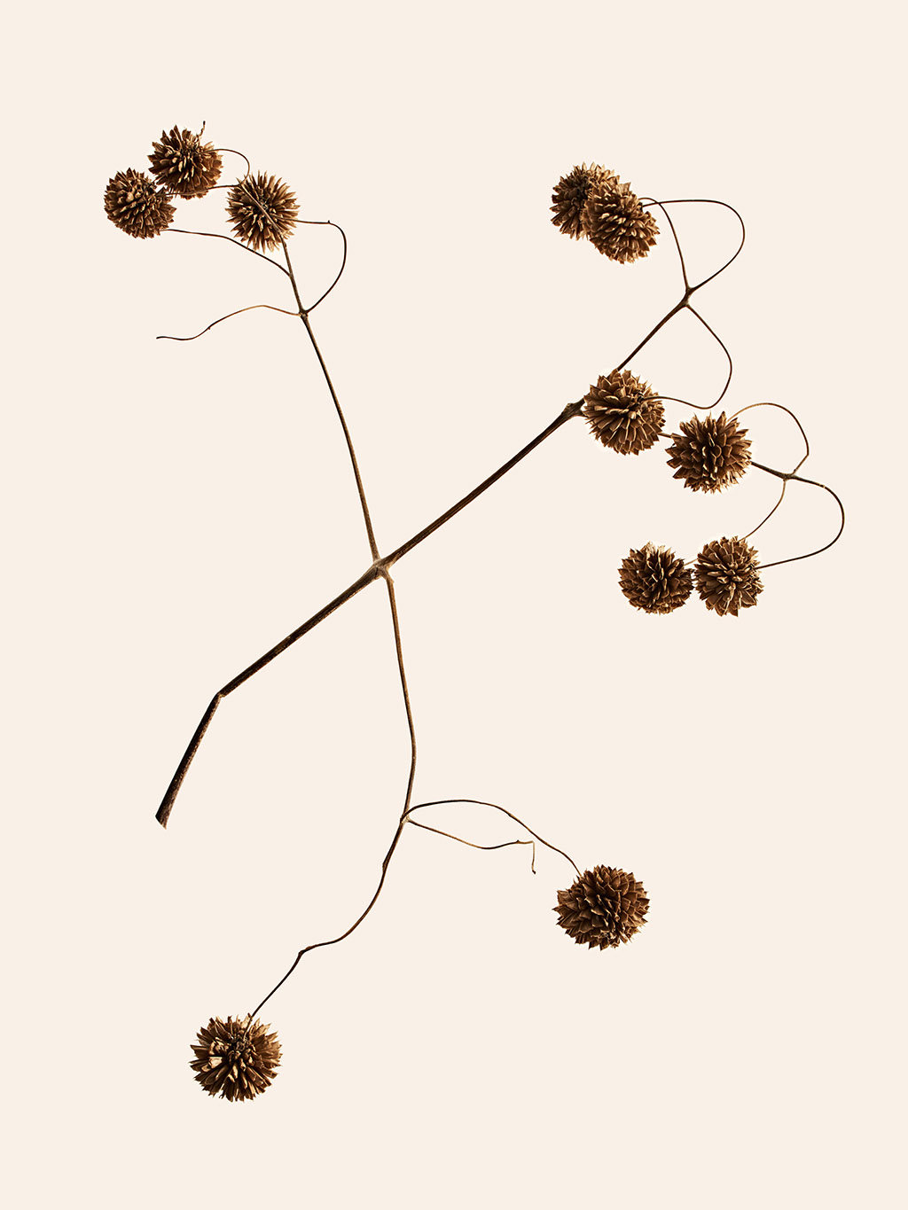 Orchard Piper - Photography by VICTORIA ZSCHOMMLER